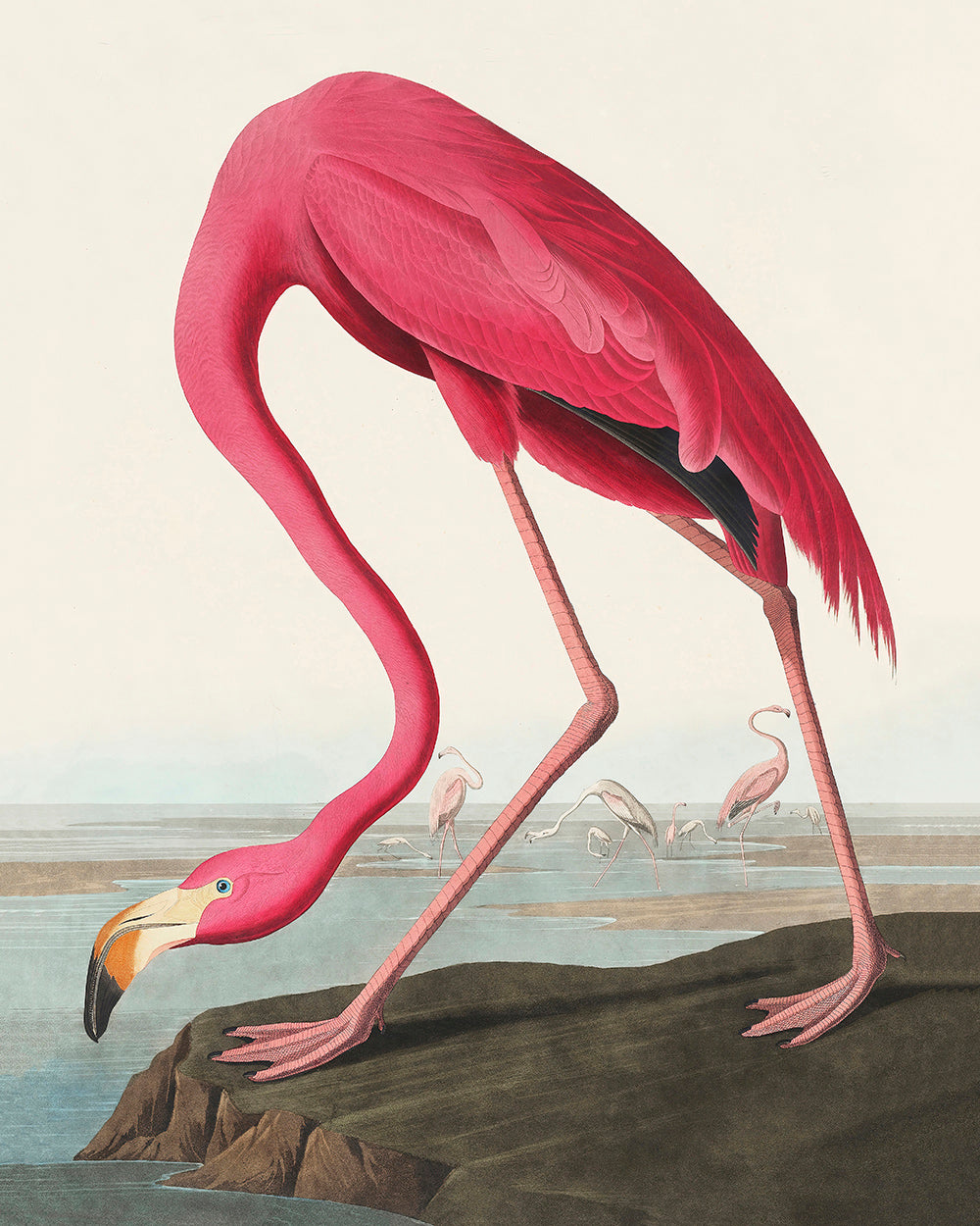 James Audubon - American Flamingo
