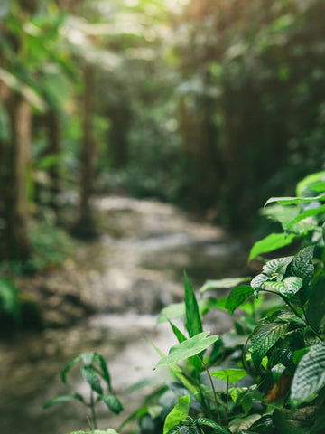 new jungle with fresh air
