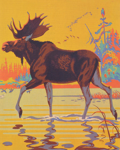 Moose in the Moor